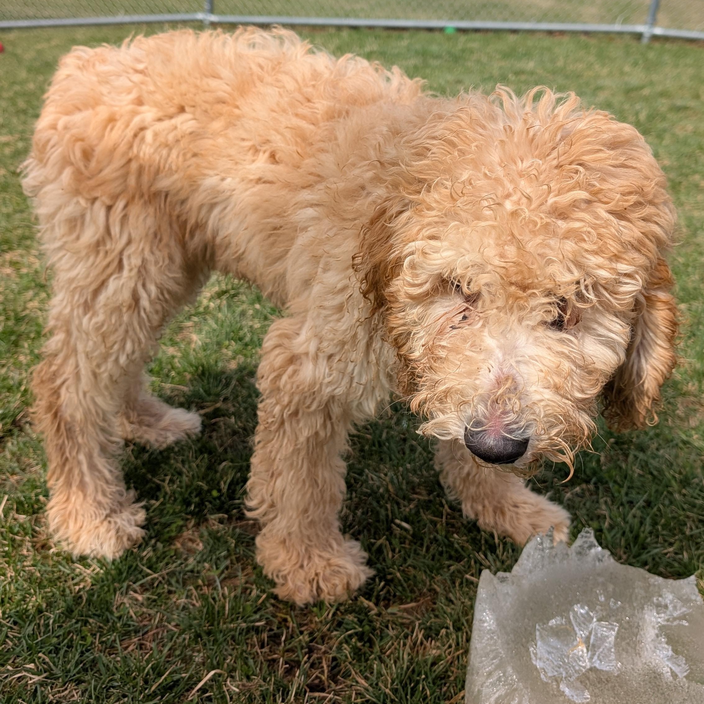 Enlarge 189885 LOOKING FOR OWNER, a ADOPTABLE Labradoodle in Ravenna, OH image 4/4