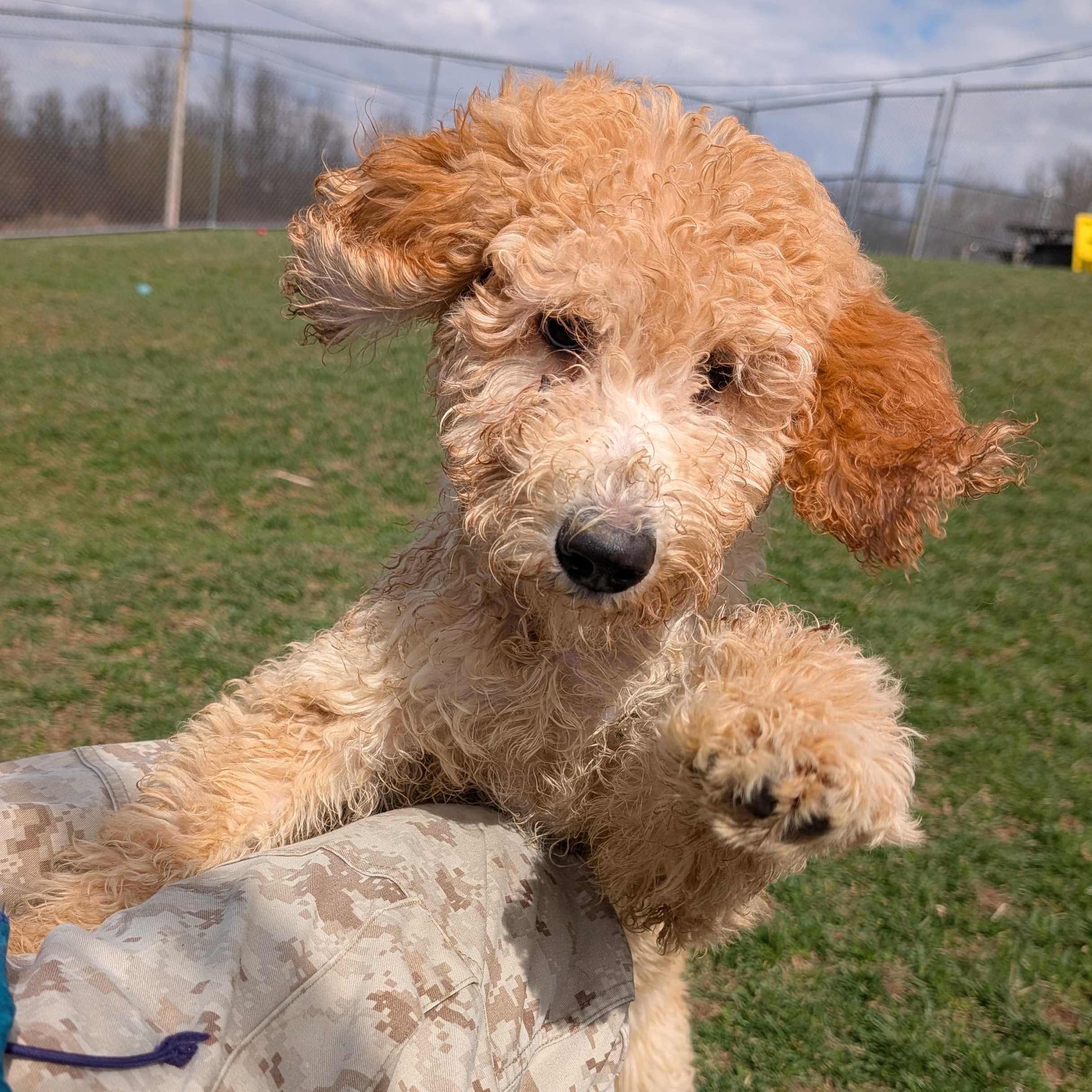 Enlarge 189885 LOOKING FOR OWNER, a ADOPTABLE Labradoodle in Ravenna, OH image 1/4