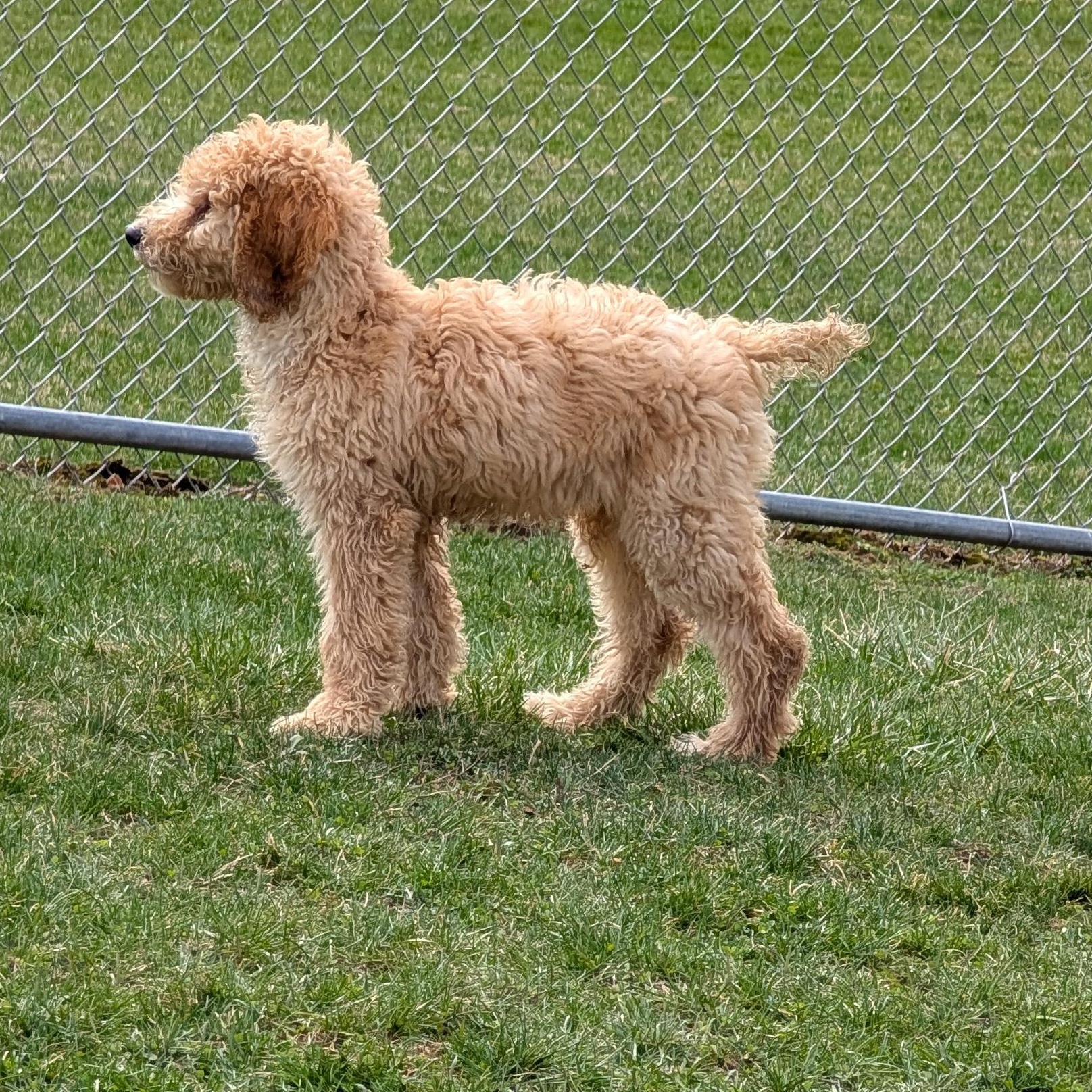Enlarge 189885 LOOKING FOR OWNER, a ADOPTABLE Labradoodle in Ravenna, OH image 3/4