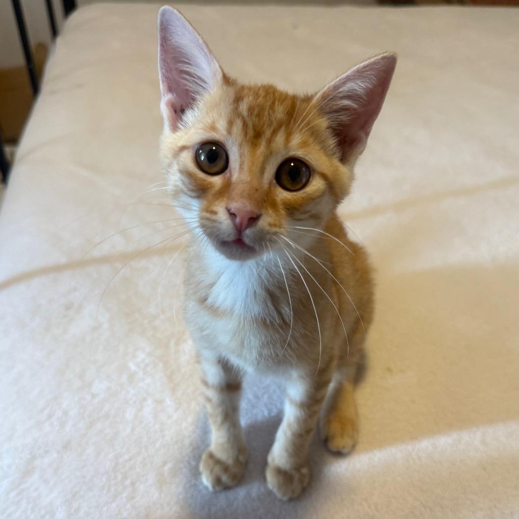 Winn Dixie, Adoptable, Kitten Male Domestic Short Hair.