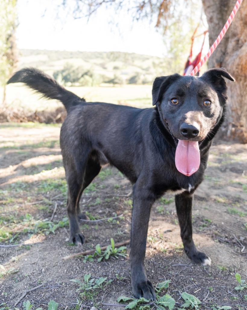 Gingko Biloba, Adoptable, Adult Male Cattle Dog & Shepherd.