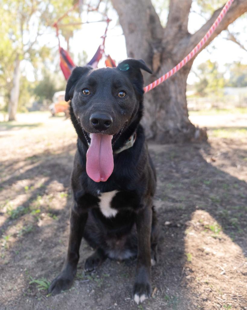 Gingko Biloba, a Adoptable mixed breed in San Diego, CA image 3/3