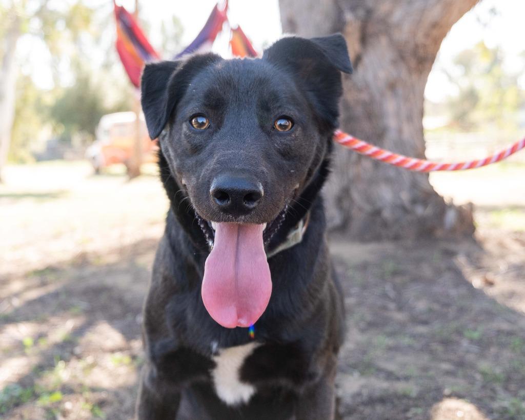 Enlarge Gingko Biloba, a Adoptable mixed breed in San Diego, CA image 2/3
