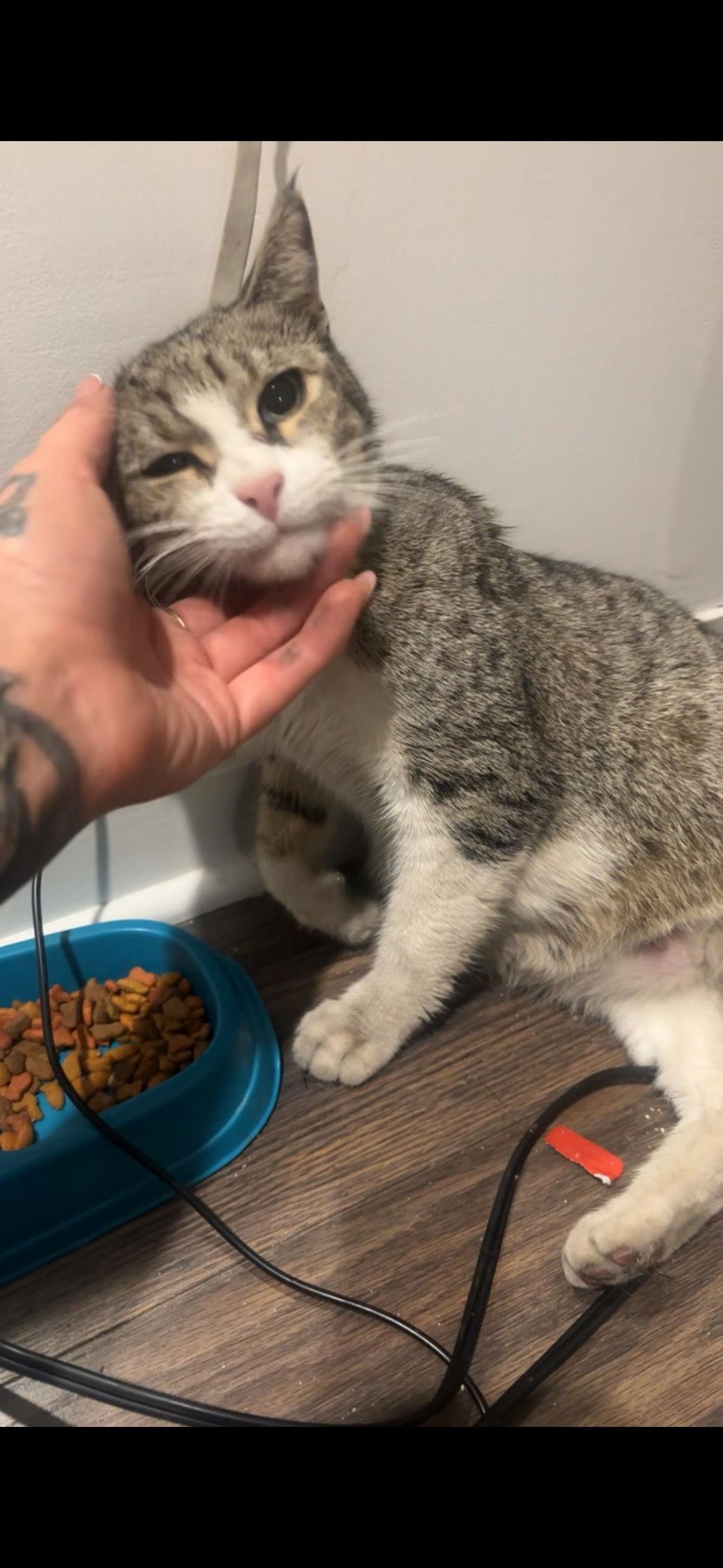 Miss Biscuits thumbnail 2