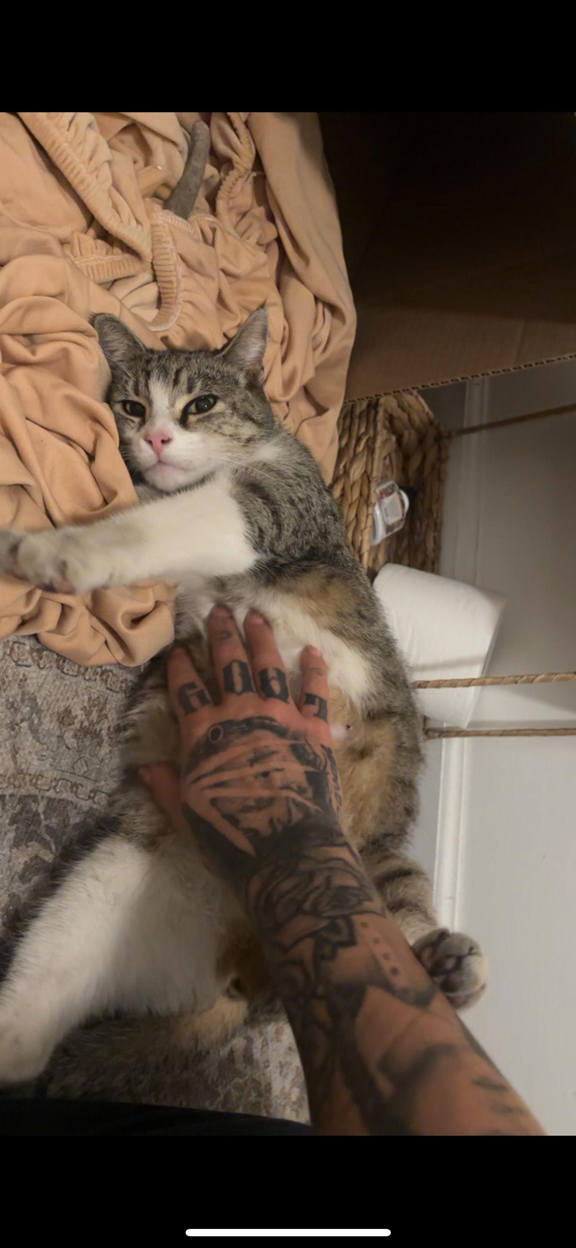 Miss Biscuits thumbnail 3