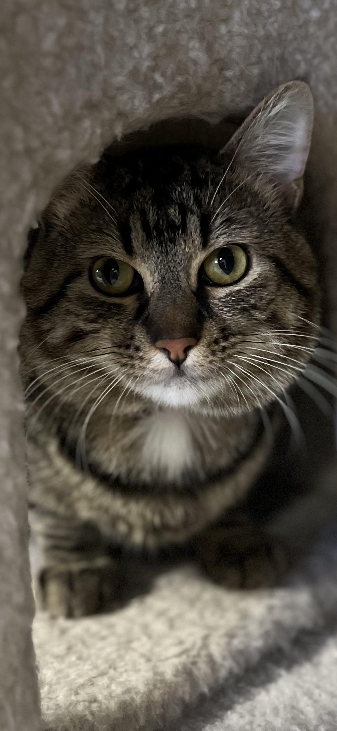 WALL E, a ADOPTABLE Domestic Short Hair in Holland, MI image 2/2