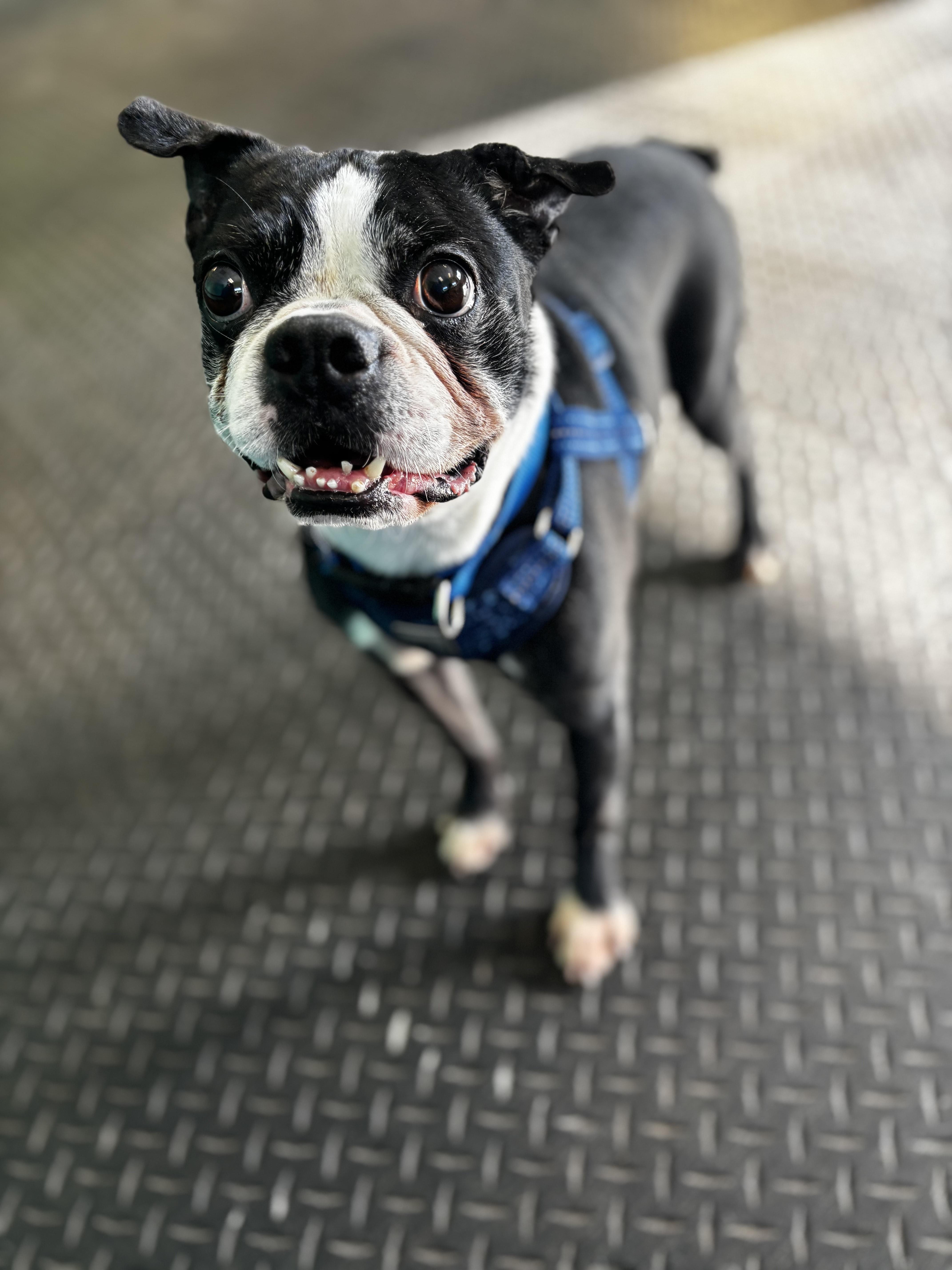 Iron Man, ADOPTABLE, Senior Male Boston Terrier.