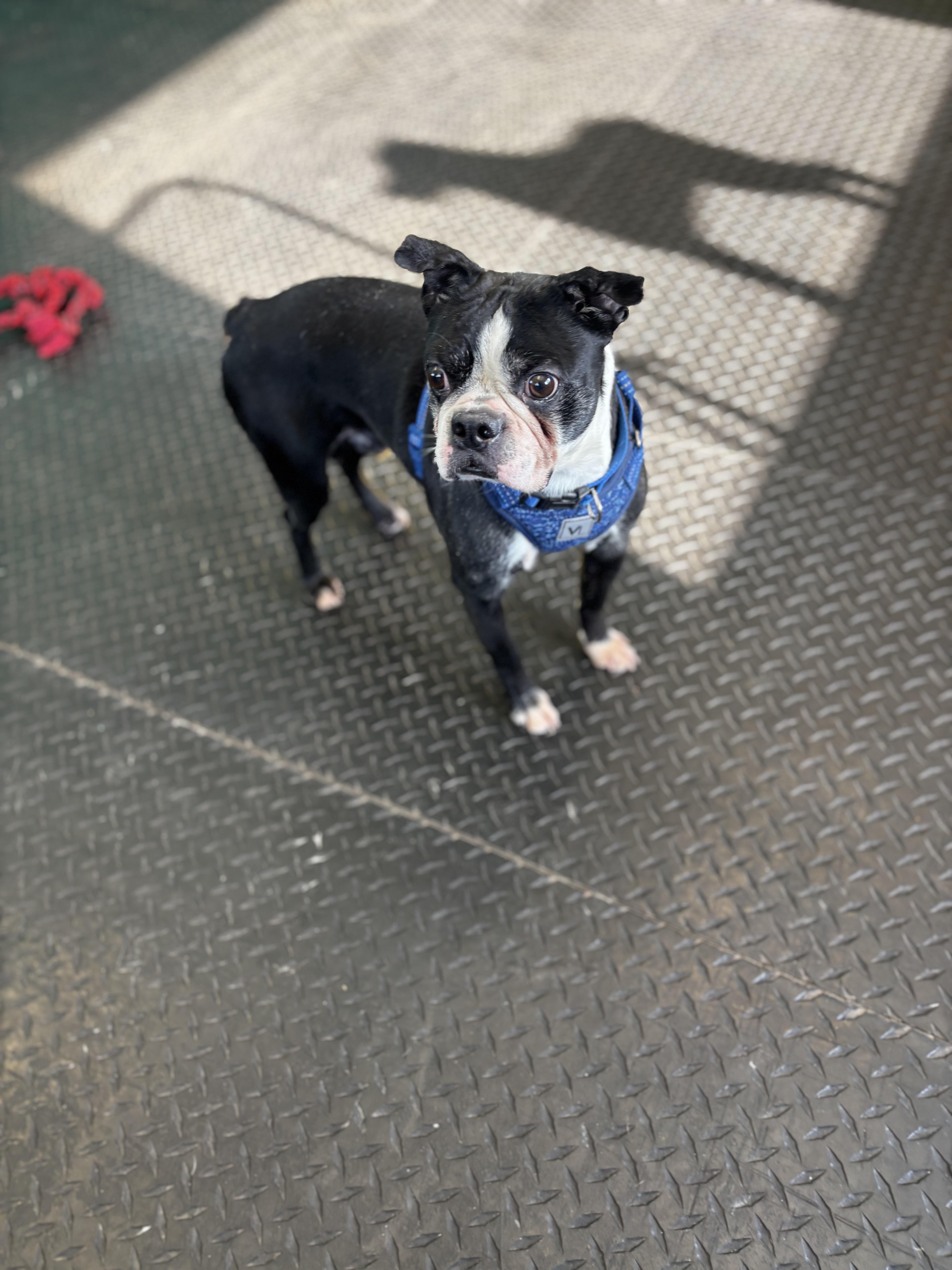 Enlarge Iron Man, a ADOPTABLE Boston Terrier in Dodgeville, WI image 2/3