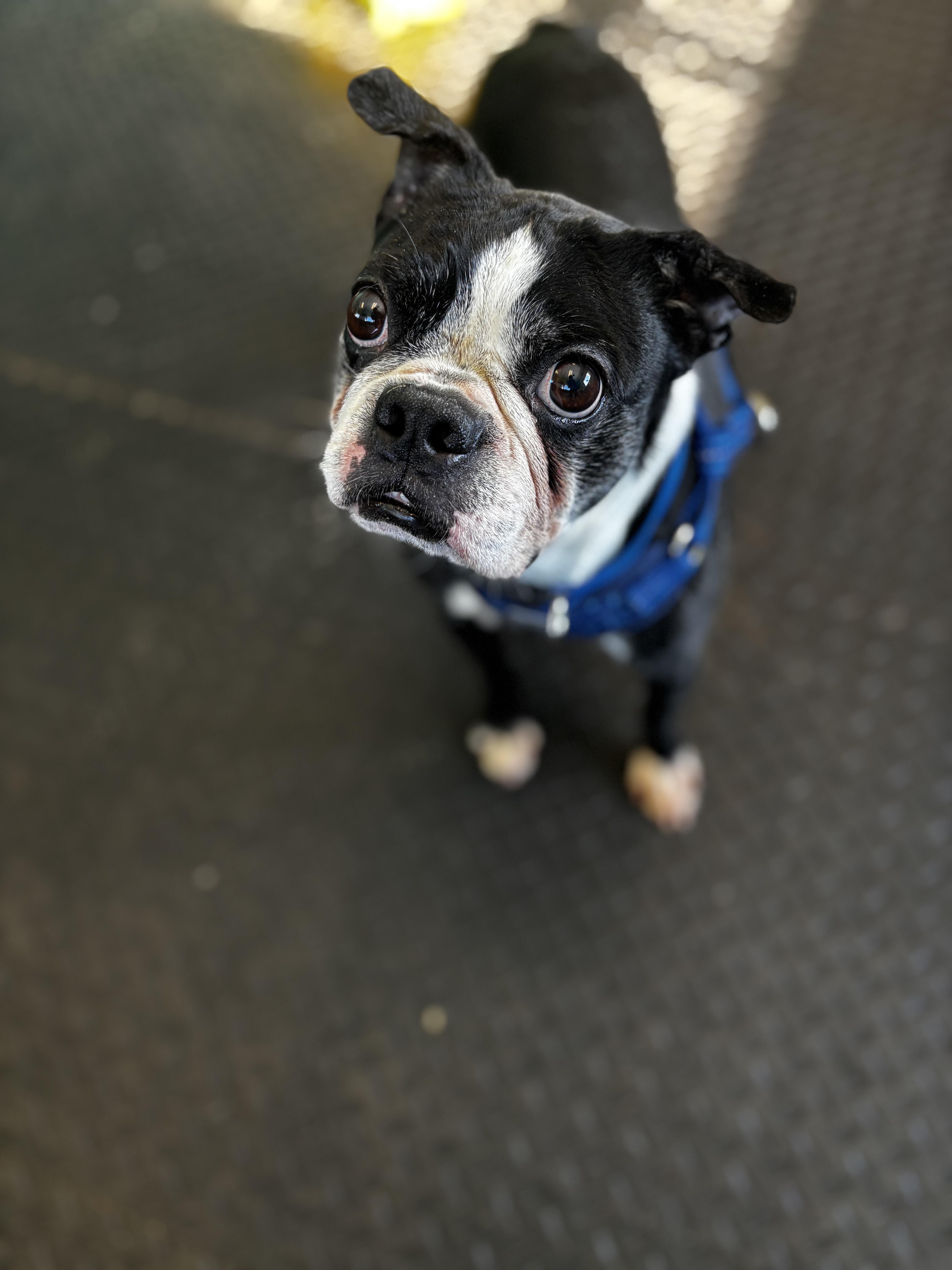 Enlarge Iron Man, a ADOPTABLE Boston Terrier in Dodgeville, WI image 3/3
