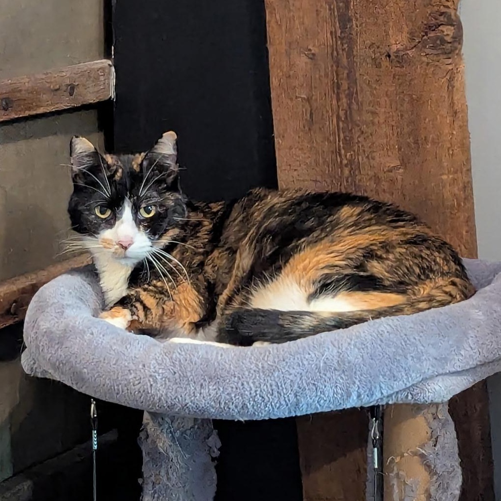 AMBER, ADOPTABLE, Senior Female Domestic Short Hair.