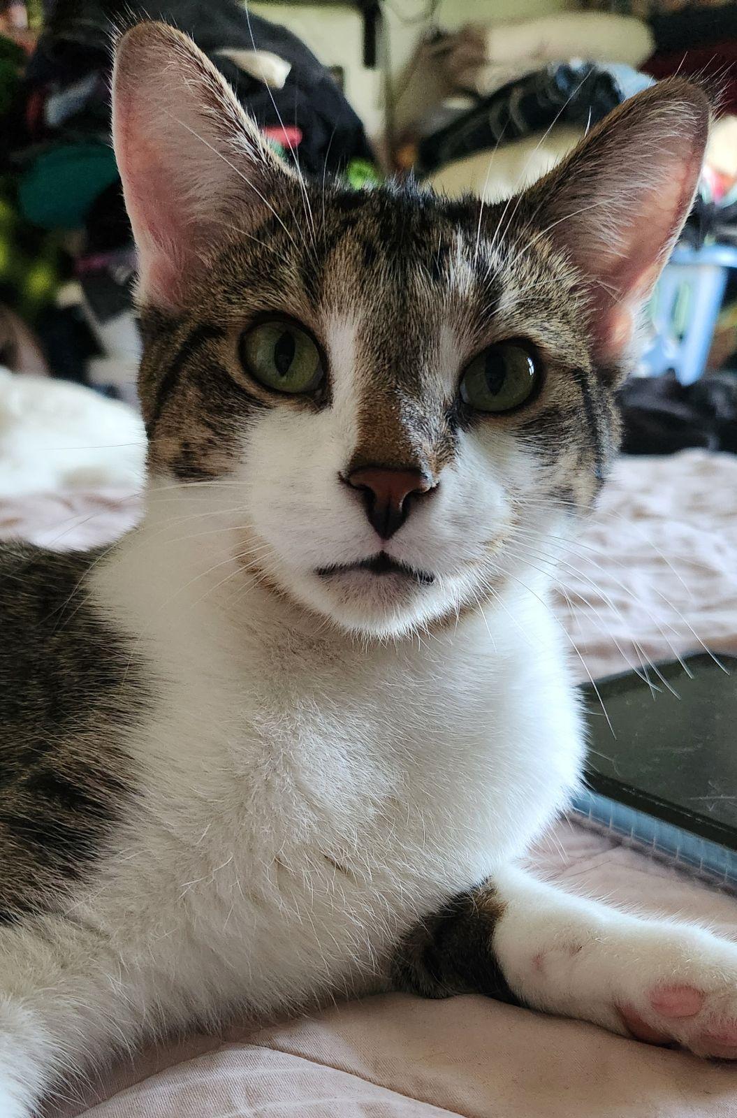 Leonardo and Michelangelo, Adoptable, Adult Male Domestic Short Hair.