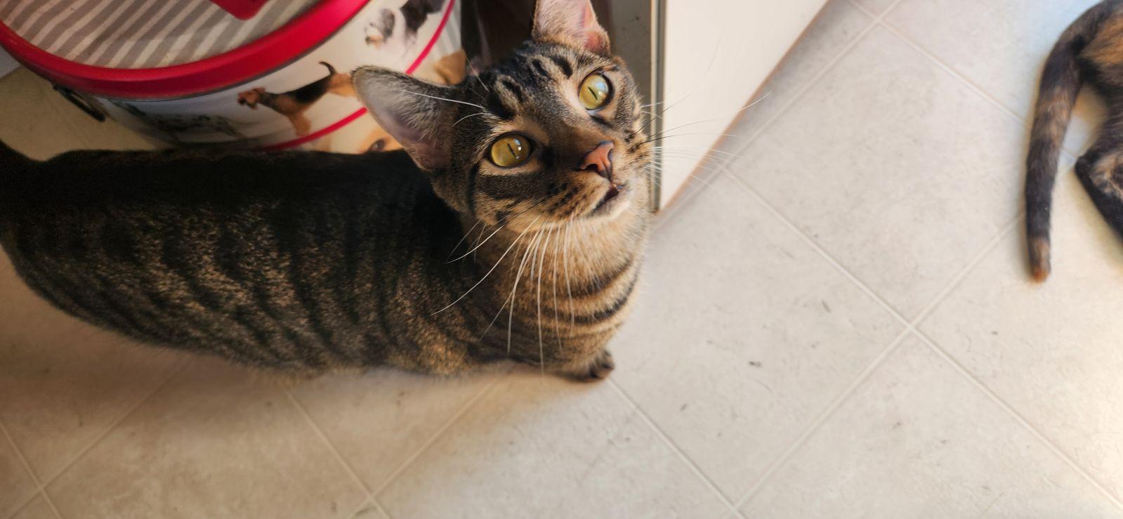 Enlarge Leonardo and Michelangelo, a Adoptable Domestic Short Hair in Cedar Rapids, IA image 2/3