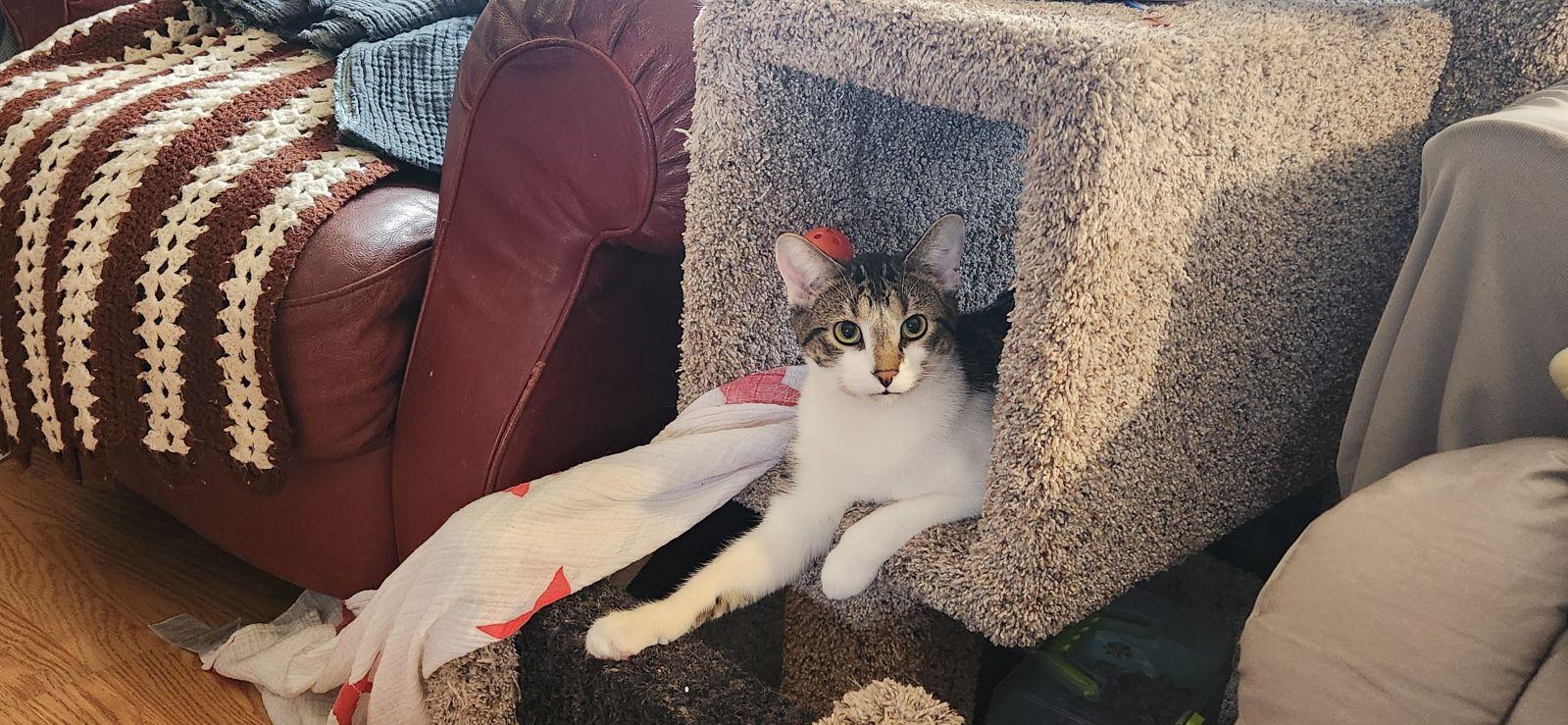 Enlarge Leonardo and Michelangelo, a Adoptable Domestic Short Hair in Cedar Rapids, IA image 3/3