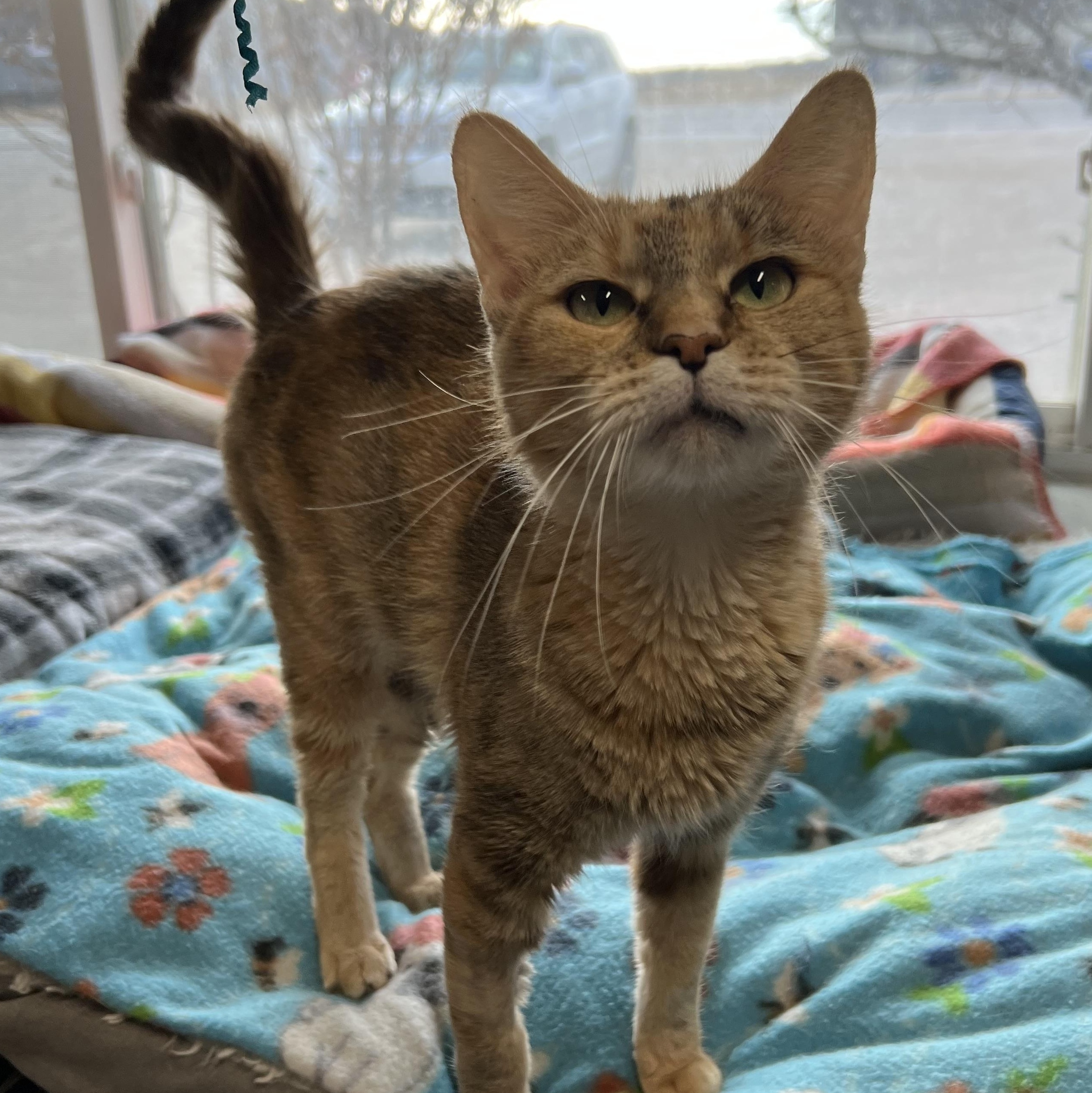 Enlarge Kallista, an adopted mixed breed in Spencer, IA image 1/1