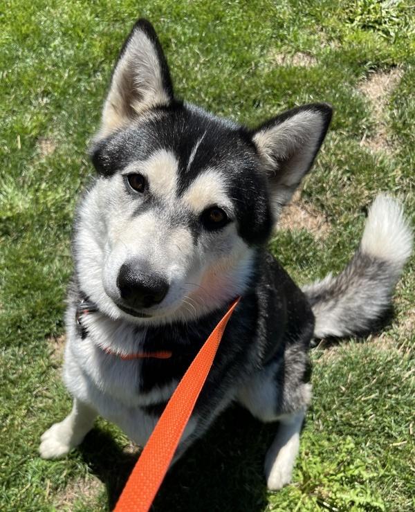 Enlarge Luna, a Adoptable Siberian Husky in Salem, OR image 1/1
