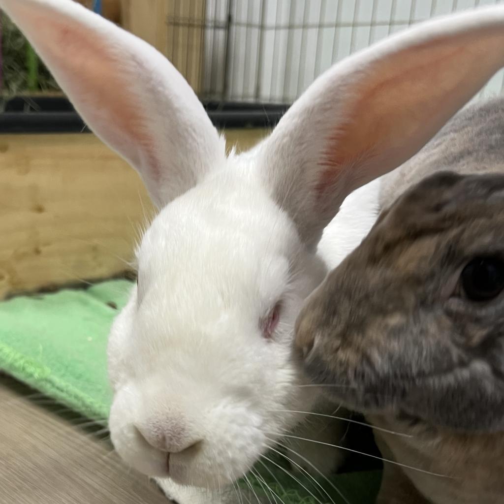 Amir, Adoptable, Senior Male New Zealand.