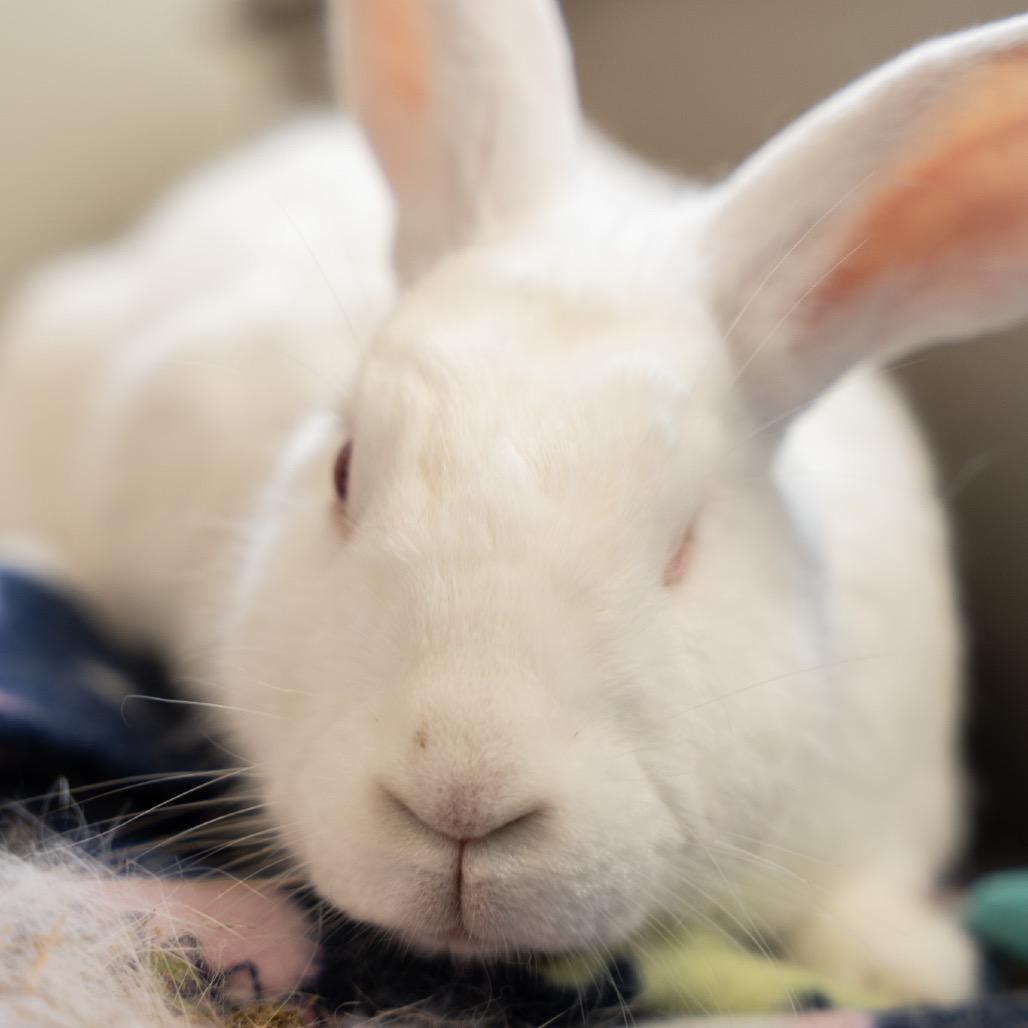 Amir, a Adoptable New Zealand in Kennesaw, GA image 2/2