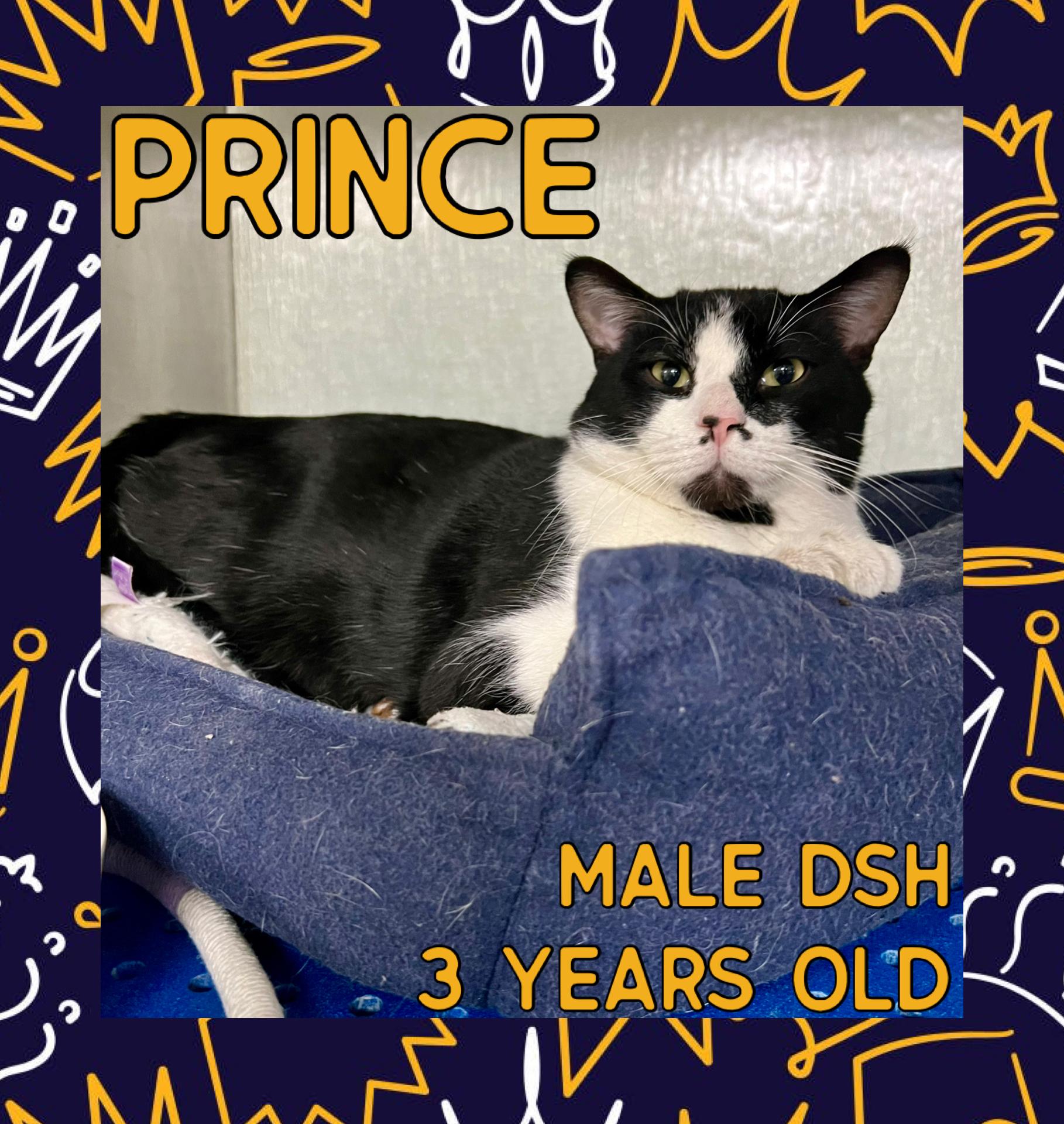 Enlarge Prince, a ADOPTABLE mixed breed in Danville, IN image 1/1
