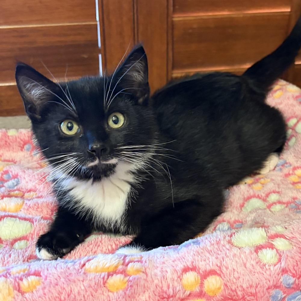 Enlarge Cosmo, a Adoptable Domestic Short Hair in Panama City Beach, FL image 2/5