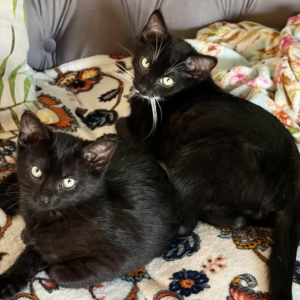 Enlarge Cosmo, a Adoptable Domestic Short Hair in Panama City Beach, FL image 3/5