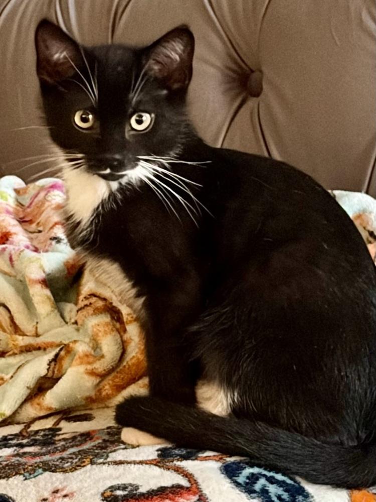 Enlarge Cosmo, a Adoptable Domestic Short Hair in Panama City Beach, FL image 4/5