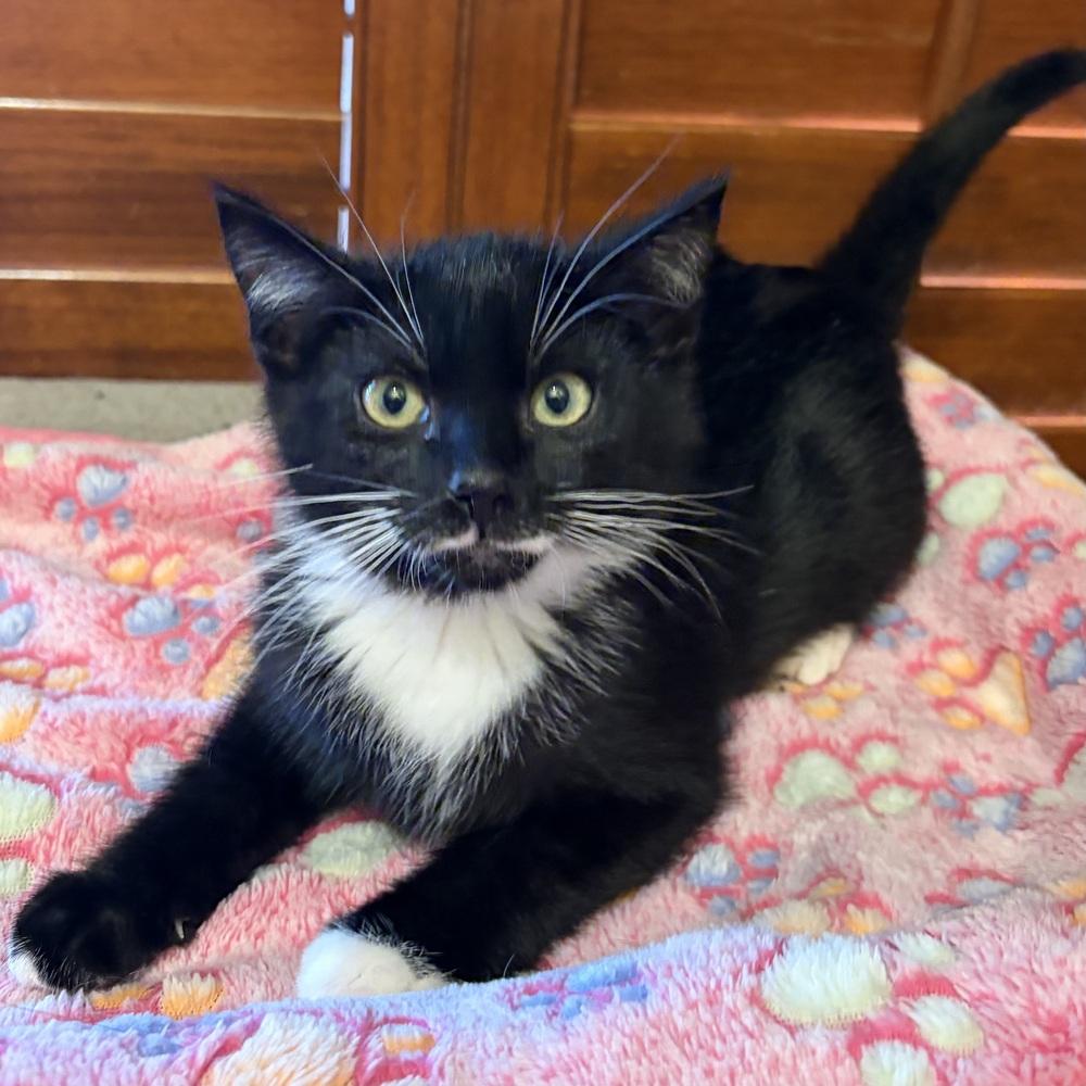 Enlarge Cosmo, a Adoptable Domestic Short Hair in Panama City Beach, FL image 5/5