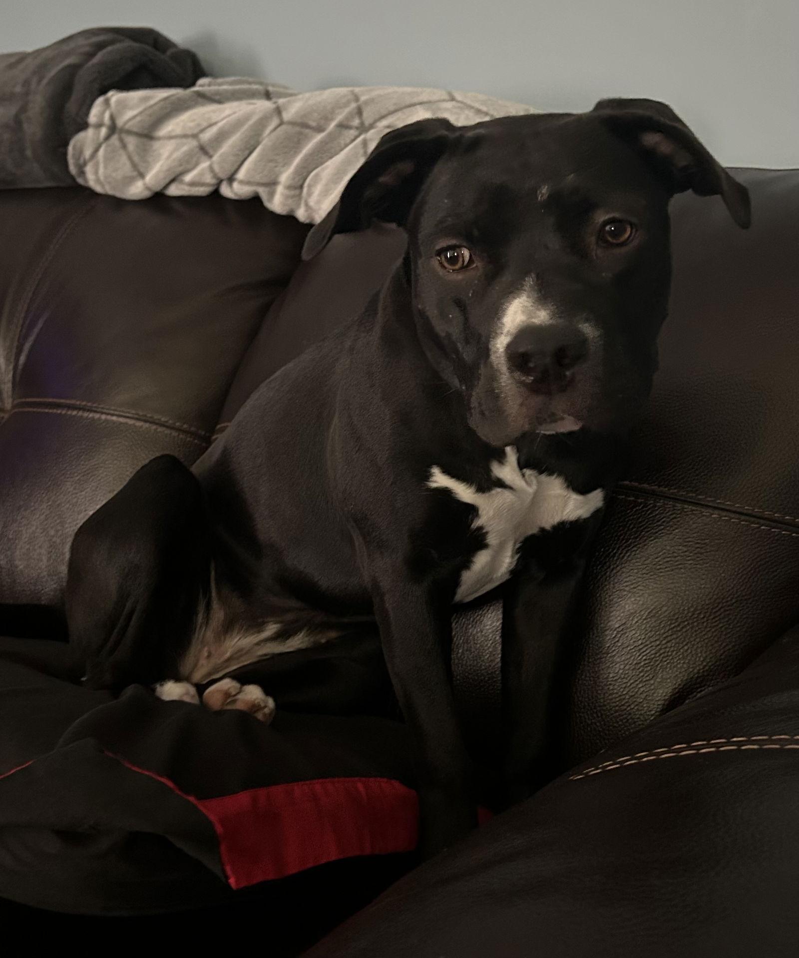 Dottie *Adoption Fee Waived* OSCP, Adoptable, Young Female Pit Bull Terrier.