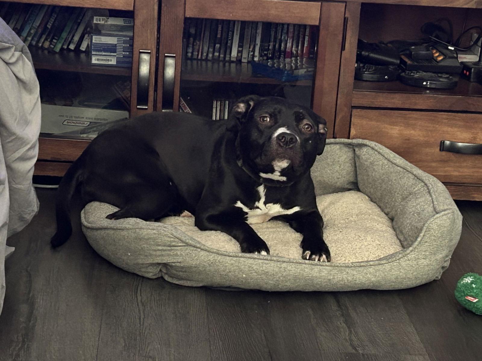 Enlarge Victory, a Adoptable Pit Bull Terrier in Saint Paul, MN image 2/3