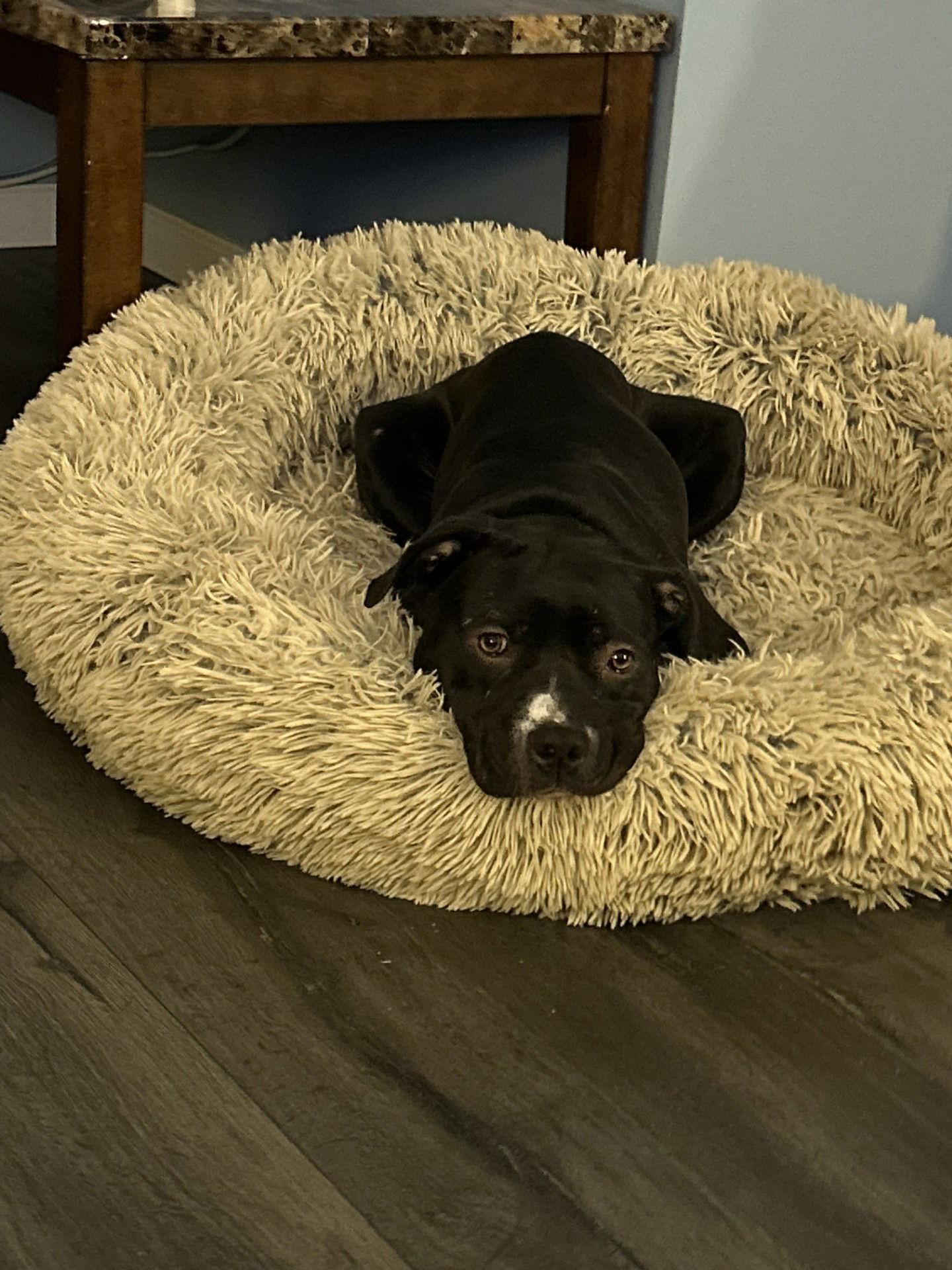 Enlarge Victory, a Adoptable Pit Bull Terrier in Saint Paul, MN image 3/3