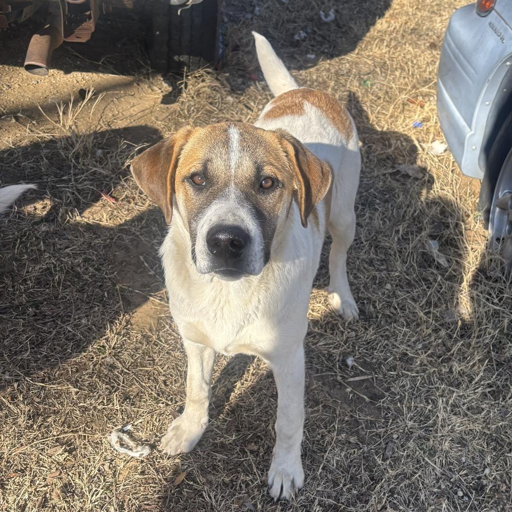Butter, Adoptable, Young Male Yellow Labrador Retriever.