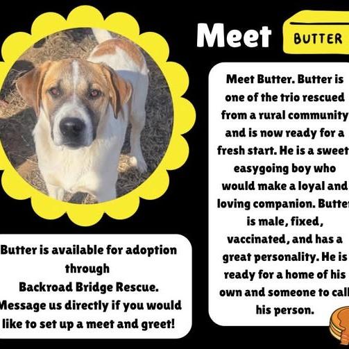 Enlarge Butter, a Adoptable mixed breed in Ada, OK image 2/3