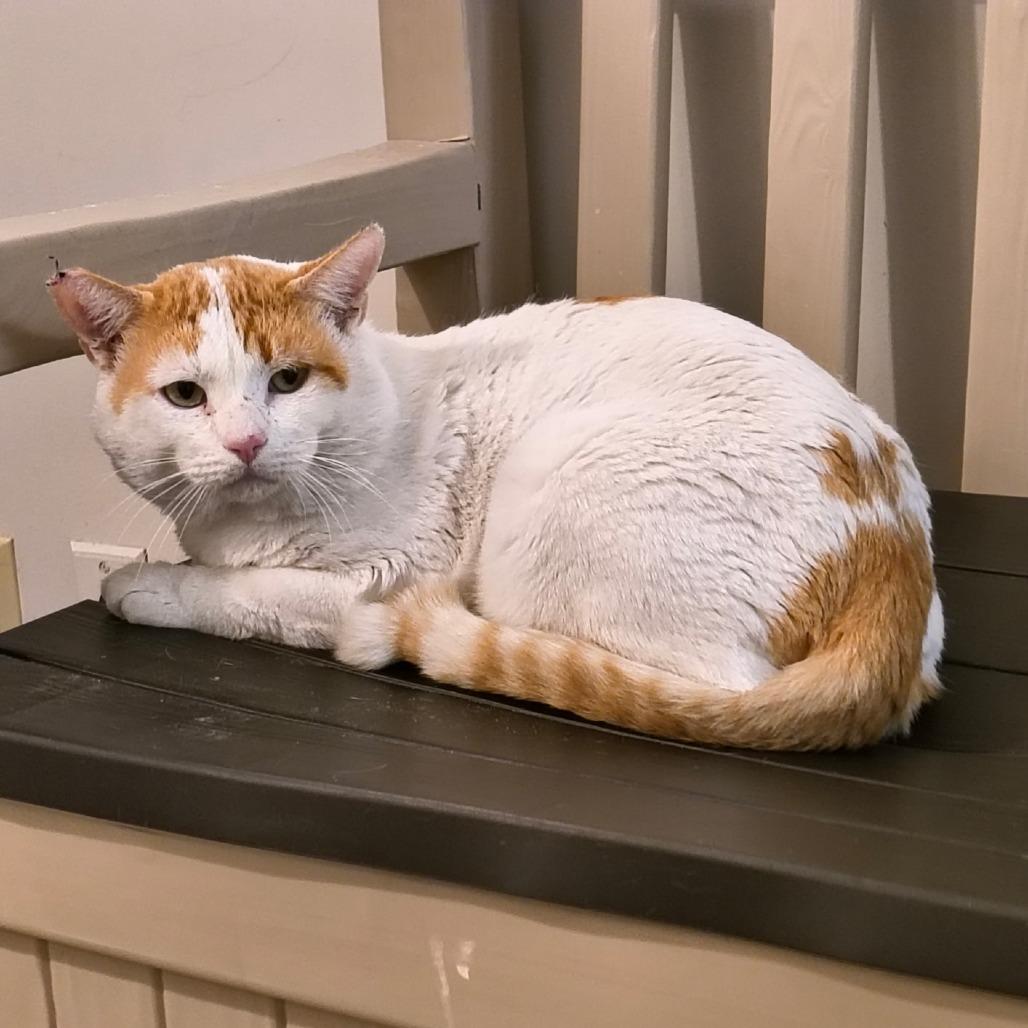 Guerro, Adoptable, Adult Male Domestic Short Hair.