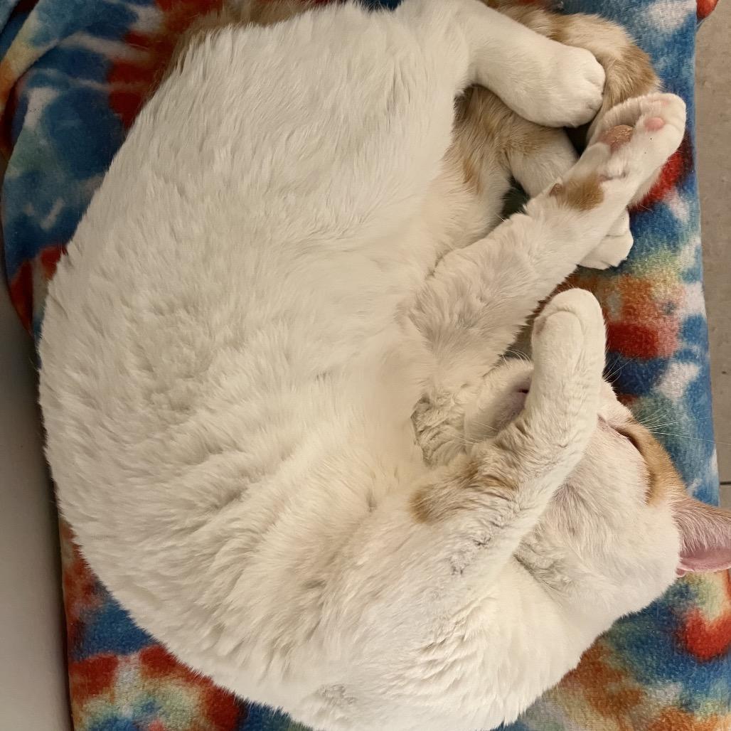 Guerro, a Adoptable Domestic Short Hair in Las Vegas, NV image 2/3