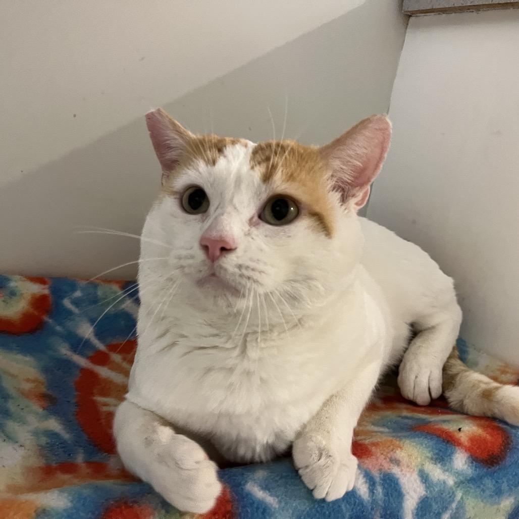 Guerro, a Adoptable Domestic Short Hair in Las Vegas, NV image 3/3