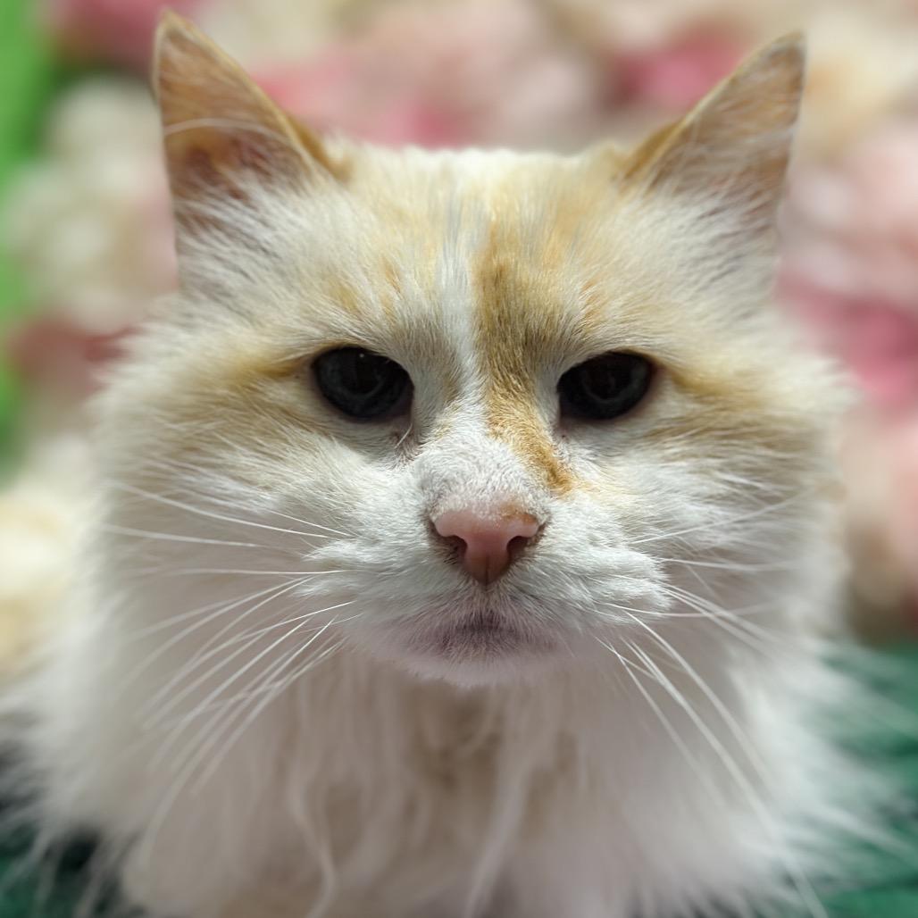 Enlarge Purrcy, a Adoptable Domestic Long Hair in Matteson, IL image 1/6