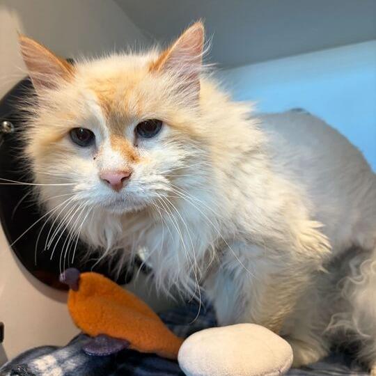 Enlarge Purrcy, a Adoptable Domestic Long Hair in Matteson, IL image 2/6