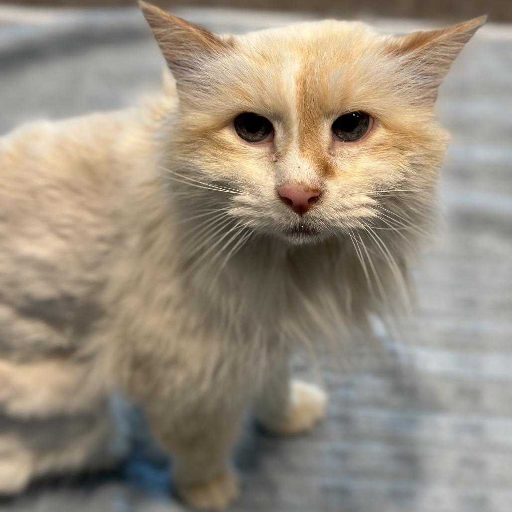 Enlarge Purrcy, a Adoptable Domestic Long Hair in Matteson, IL image 3/6