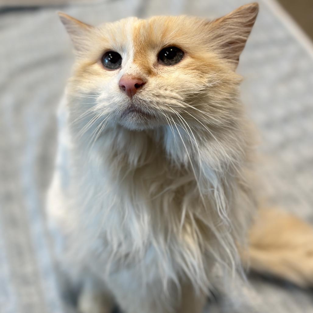 Enlarge Purrcy, a Adoptable Domestic Long Hair in Matteson, IL image 4/6