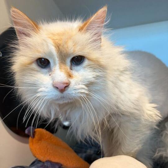 Enlarge Purrcy, a Adoptable Domestic Long Hair in Matteson, IL image 5/6