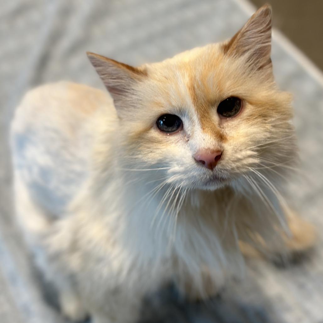 Enlarge Purrcy, a Adoptable Domestic Long Hair in Matteson, IL image 6/6