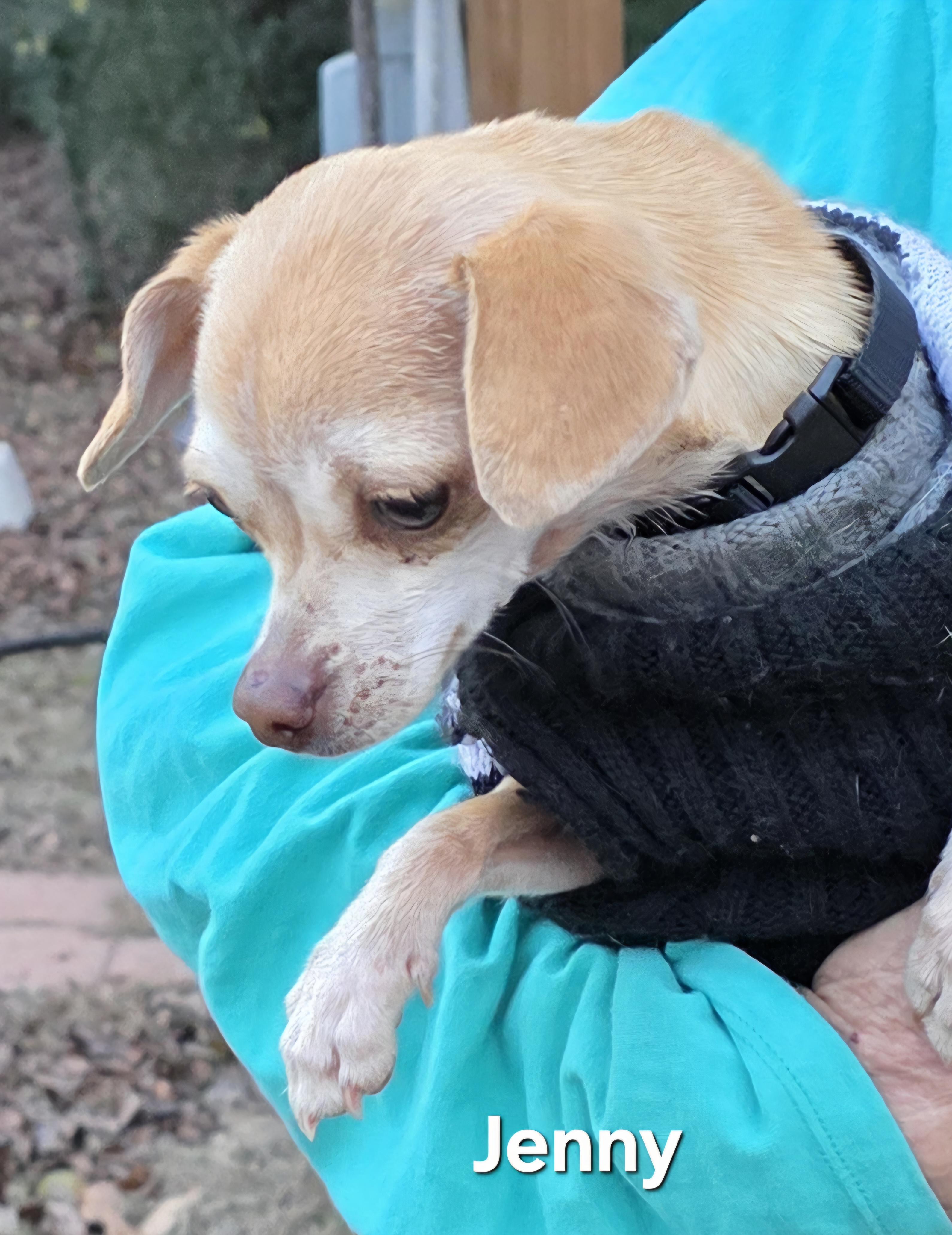 Enlarge Jenny, a ADOPTABLE Chihuahua in Warren, RI image 1/5