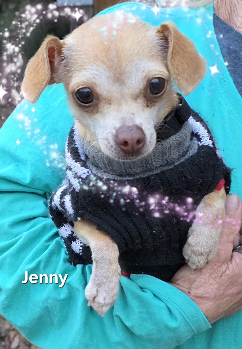 Enlarge Jenny, a ADOPTABLE Chihuahua in Warren, RI image 5/5