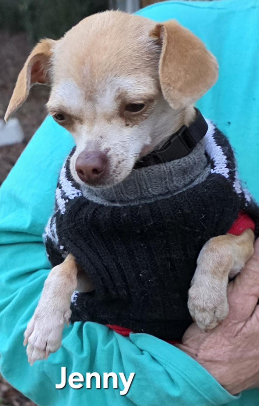 Enlarge Jenny, a ADOPTABLE Chihuahua in Warren, RI image 2/5