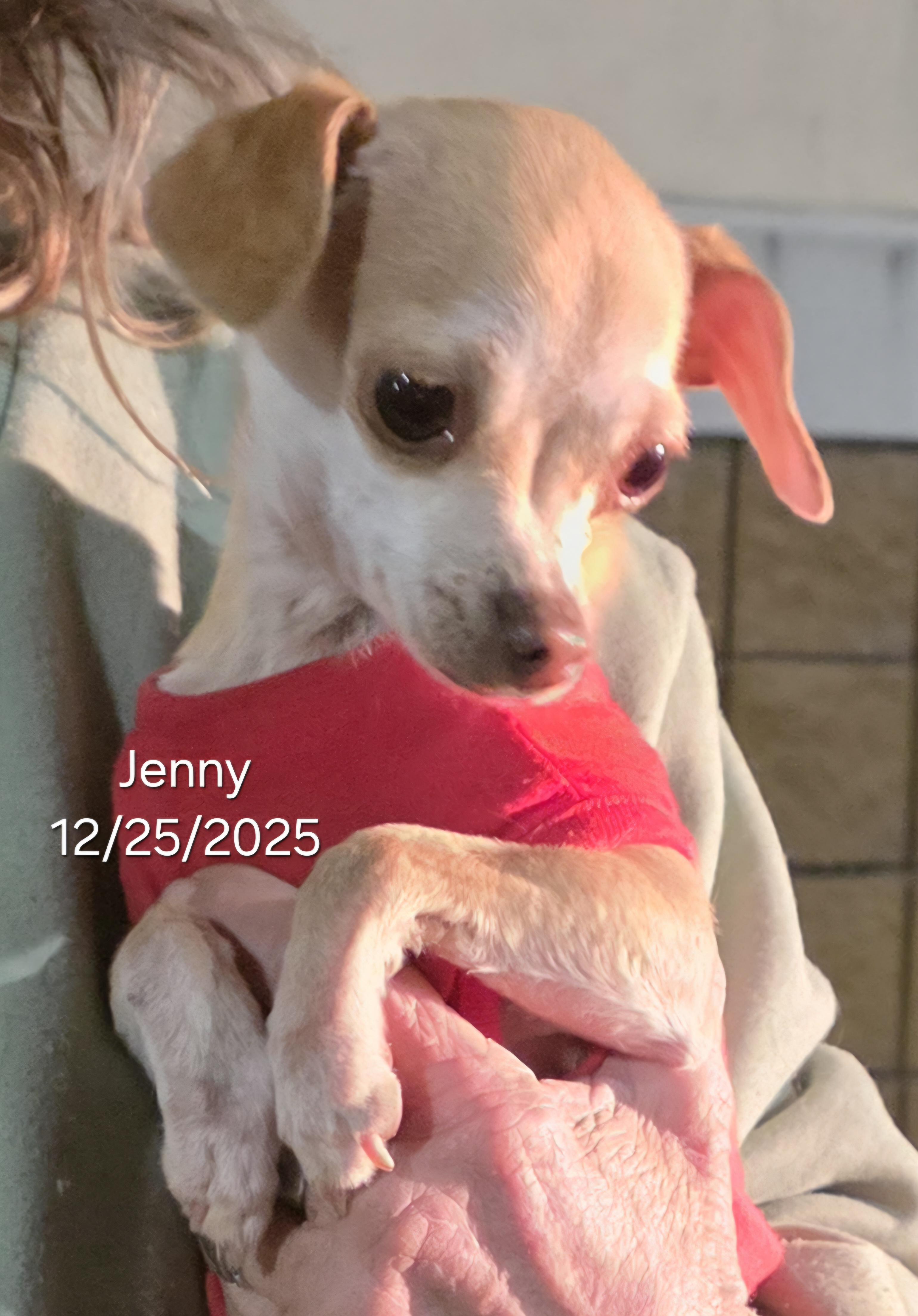 Enlarge Jenny, a ADOPTABLE Chihuahua in Warren, RI image 3/5