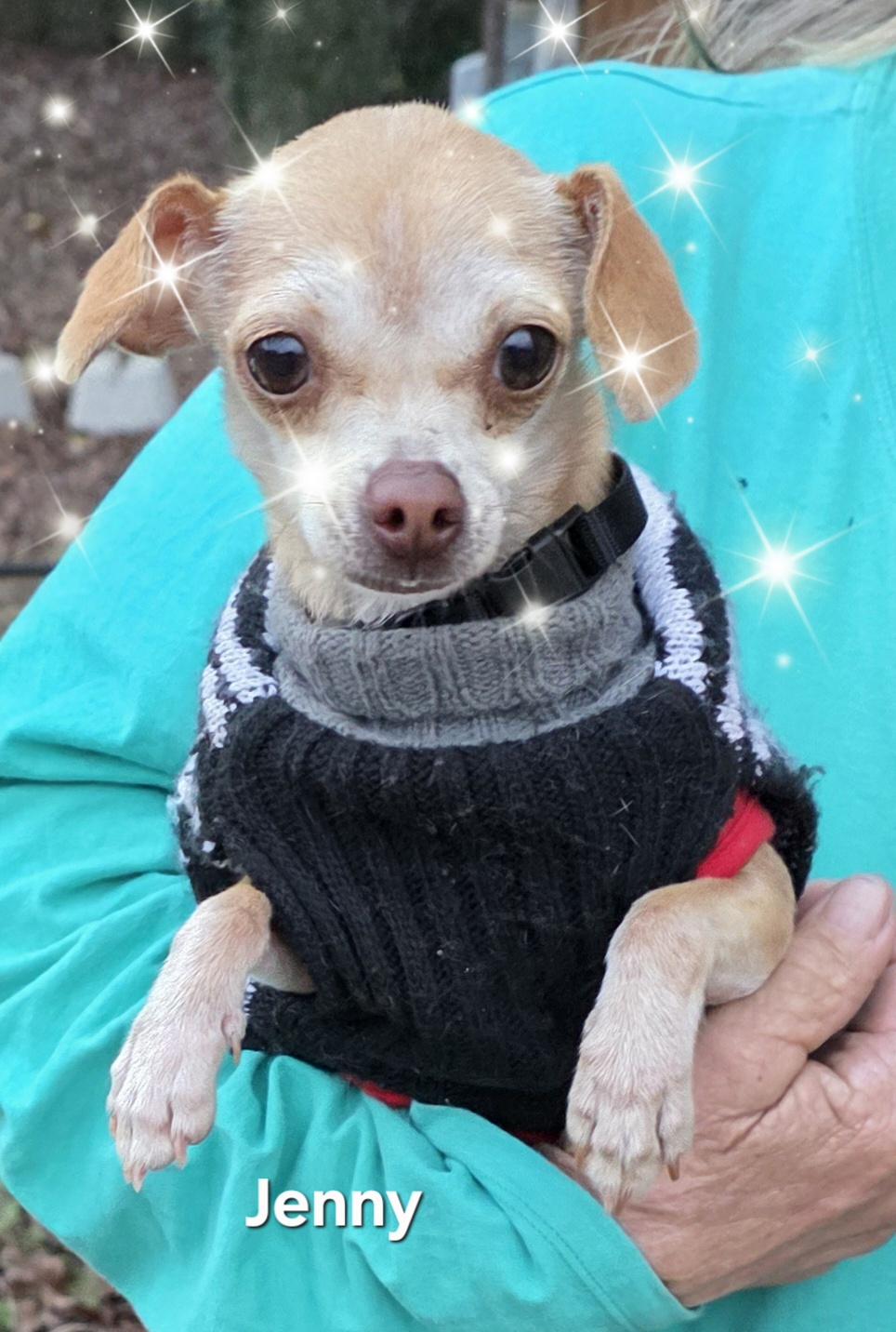 Enlarge Jenny, a ADOPTABLE Chihuahua in Warren, RI image 4/5