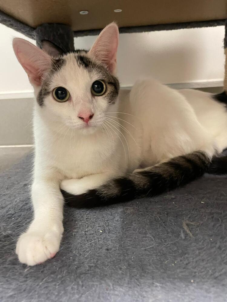 Enlarge Marshmellow, a Adopted mixed breed in Orlando, FL image 1/1