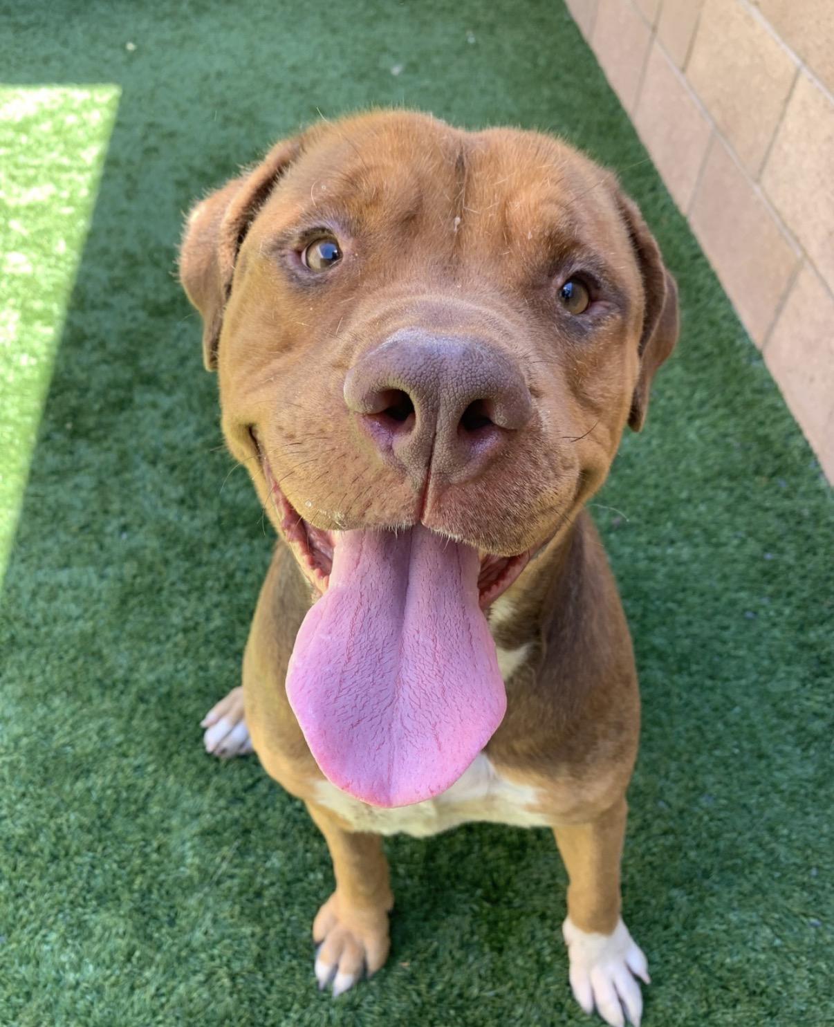 Enlarge 911 URGENT! FOSTER OR ADOPTER NEEDED TODAY! Sweet girl Maddy is out of time , a Adoptable mixed breed in Anaheim, CA image 3/5