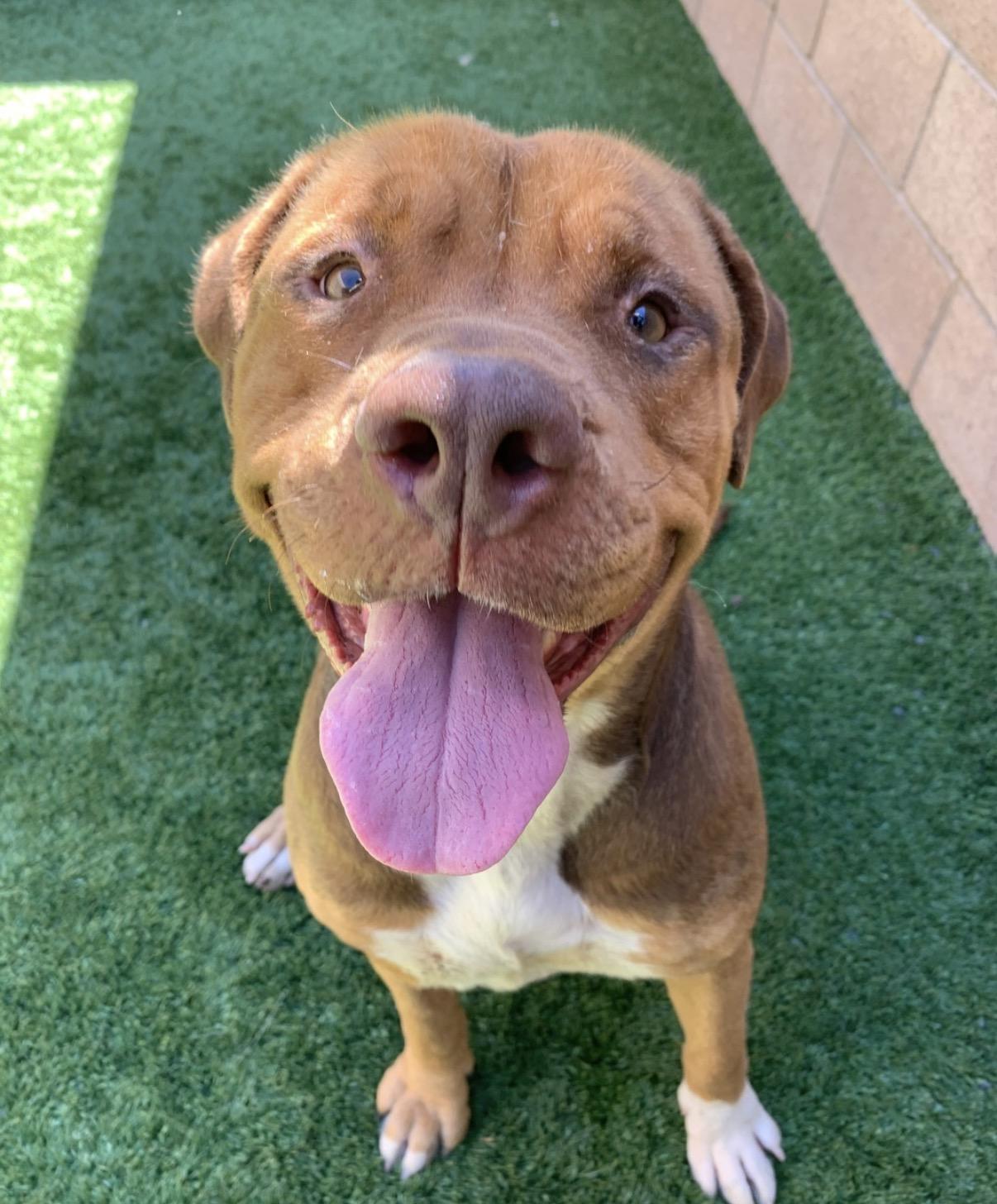 Enlarge 911 URGENT! FOSTER OR ADOPTER NEEDED TODAY! Sweet girl Maddy is out of time , a Adoptable mixed breed in Anaheim, CA image 1/5