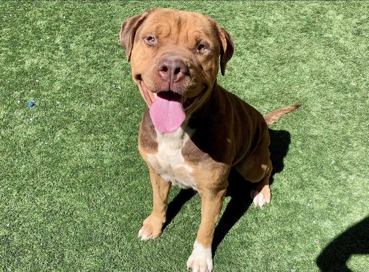 Enlarge 911 URGENT! FOSTER OR ADOPTER NEEDED TODAY! Sweet girl Maddy is out of time , a Adoptable mixed breed in Anaheim, CA image 4/5