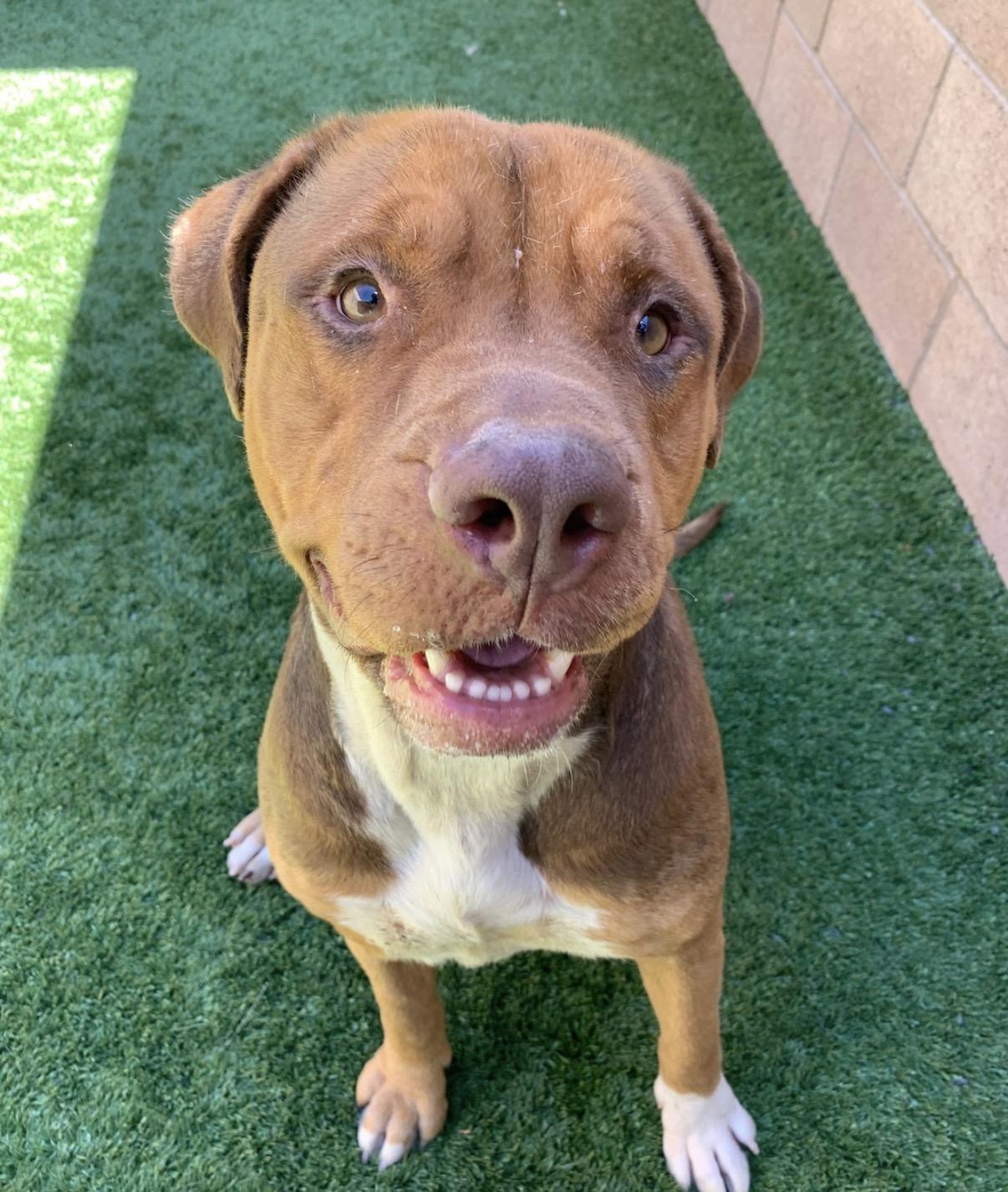 Enlarge 911 URGENT! FOSTER OR ADOPTER NEEDED TODAY! Sweet girl Maddy is out of time , a Adoptable mixed breed in Anaheim, CA image 2/5